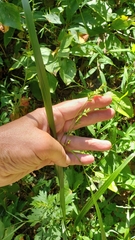 Diarrhena obovata