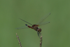 Celithemis amanda