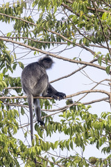 Trachypithecus cristatus