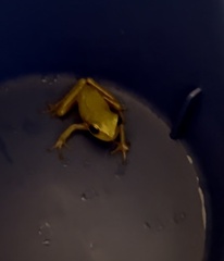 Hyla