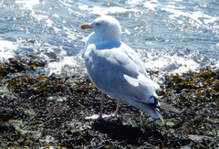 Larus argentatus