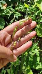 Diarrhena obovata