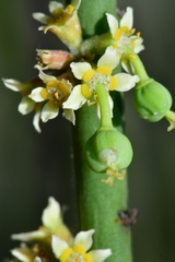 Euphorbia rossiana
