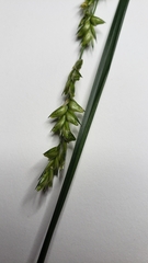 Diarrhena obovata