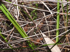 Lomandra multiflora