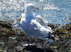 Larus argentatus