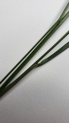 Diarrhena obovata