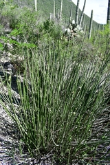 Euphorbia rossiana