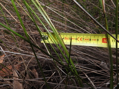 Lomandra multiflora
