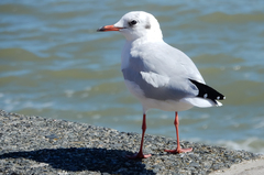 Chroicocephalus ridibundus