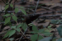 Amphion floridensis