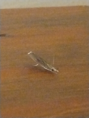 Parapediasia teterrellus