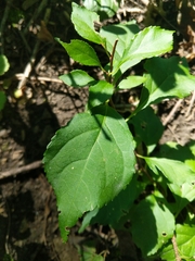 Celastrus orbiculatus