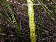 Lomandra multiflora