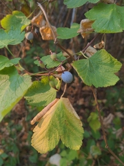 Ribes sanguineum
