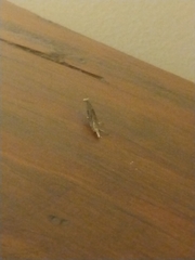 Parapediasia teterrellus