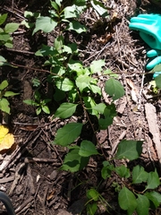 Celastrus orbiculatus