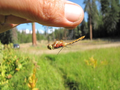 Sympetrum pallipes