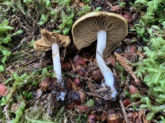 Cortinarius subtortus