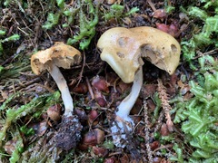 Cortinarius subtortus