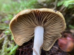 Cortinarius subtortus