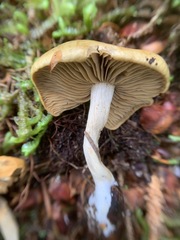 Cortinarius subtortus