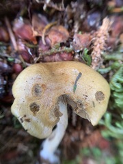 Cortinarius subtortus