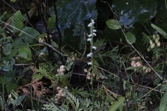 Spiranthes casei