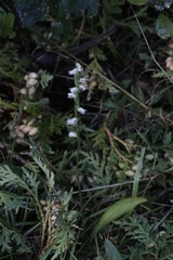 Spiranthes casei