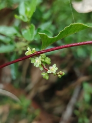 Muehlenbeckia hastulata