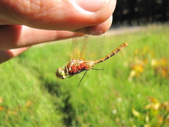Sympetrum pallipes
