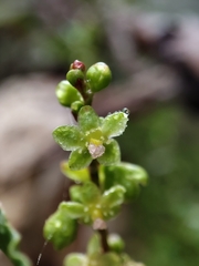 Muehlenbeckia hastulata