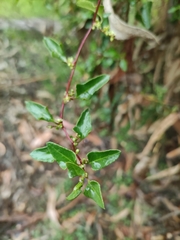 Muehlenbeckia hastulata