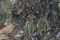 Melithreptus affinis