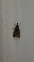Eudonia heterosalis