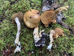 Cortinarius subtortus