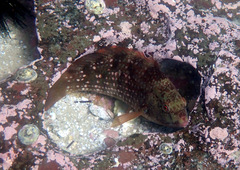Notolabrus gymnogenis