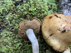 Cortinarius subtortus