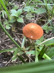 Marasmius vagus