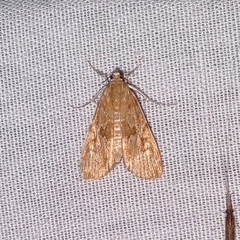 Elophila gyralis