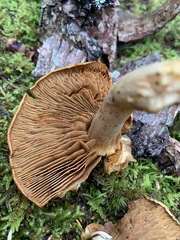 Cortinarius subtortus