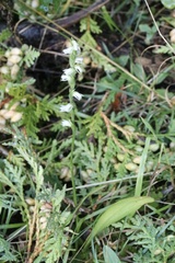 Spiranthes casei