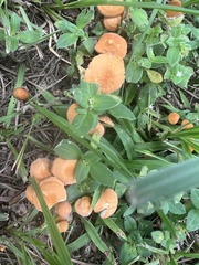 Marasmius vagus