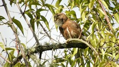 Glaucidium brasilianum