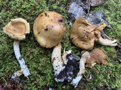 Cortinarius subtortus