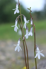 Lobelia dortmanna