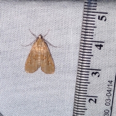 Elophila gyralis