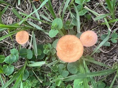 Marasmius vagus
