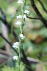 Spiranthes casei