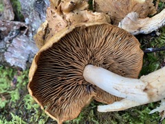 Cortinarius subtortus